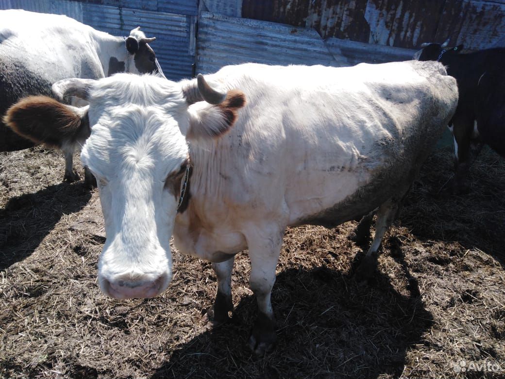 Продам двух коров купить на Зозу.ру - фотография № 5