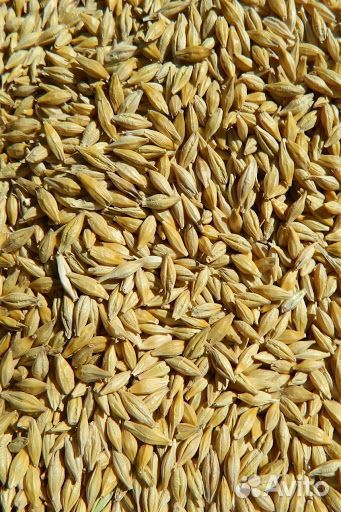 Ячмень Пшеница зерно фураж купить на Зозу.ру - фотография № 1