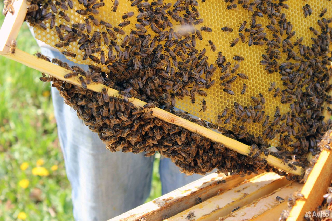 Пасека 17 семей. Пчелы. Рой пчел купить на Зозу.ру - фотография № 1