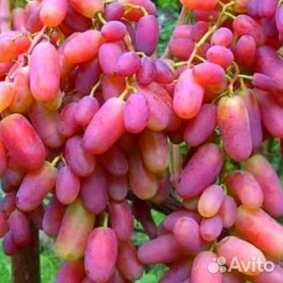 Саженцы винограда купить на Зозу.ру - фотография № 5