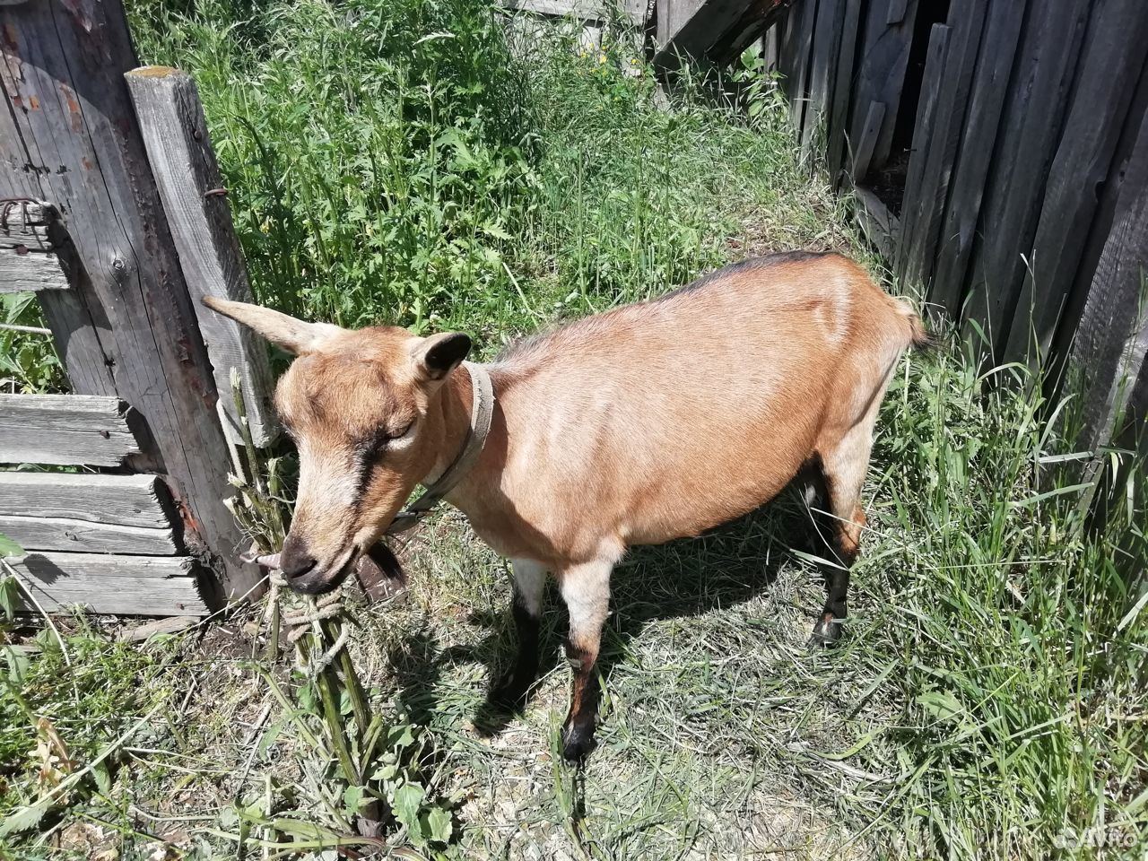 Коза, козел купить на Зозу.ру - фотография № 1