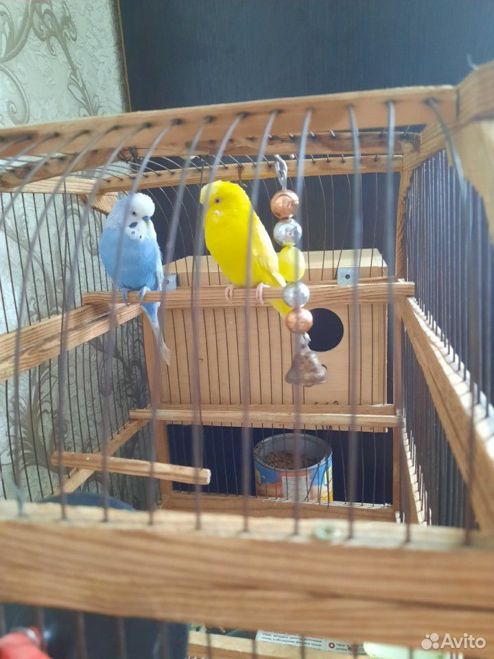 Волнистые попугаи купить на Зозу.ру - фотография № 2
