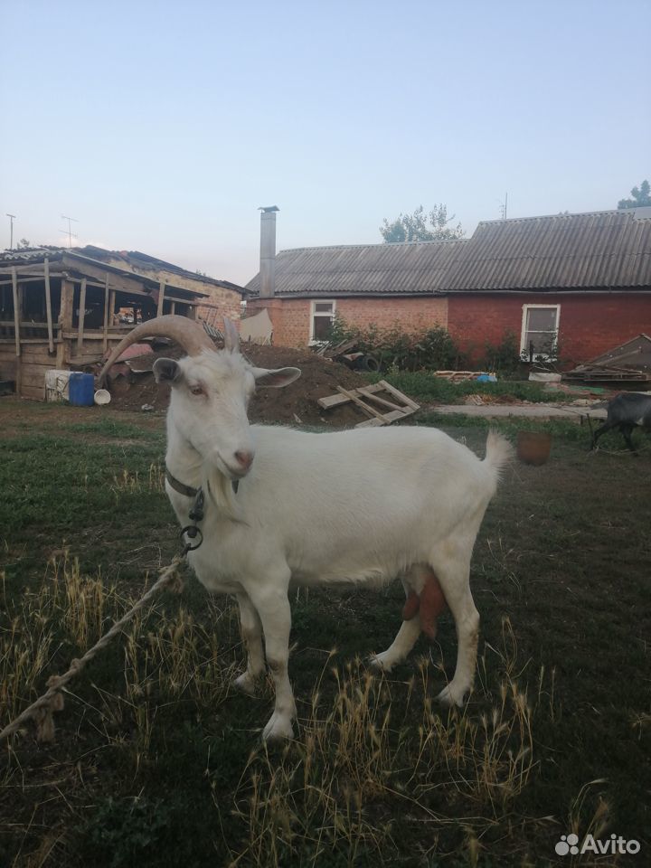 Продаётся дойная коза, упитанная, 4 литра молока с купить на Зозу.ру - фотография № 1