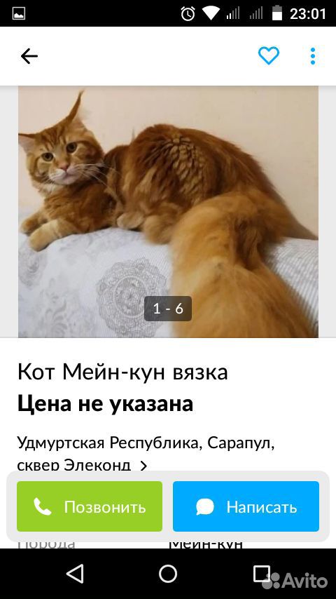 Котята Мейн куны купить на Зозу.ру - фотография № 9