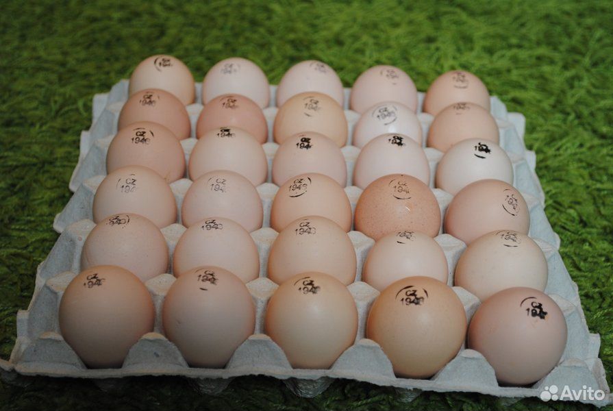 Инкубационное яйцо бройлера, уток, гусей, индейки купить на Зозу.ру - фотография № 1