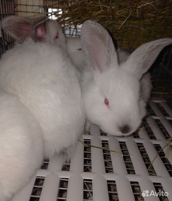 Кролики крольчата Калифорнийские купить на Зозу.ру - фотография № 7