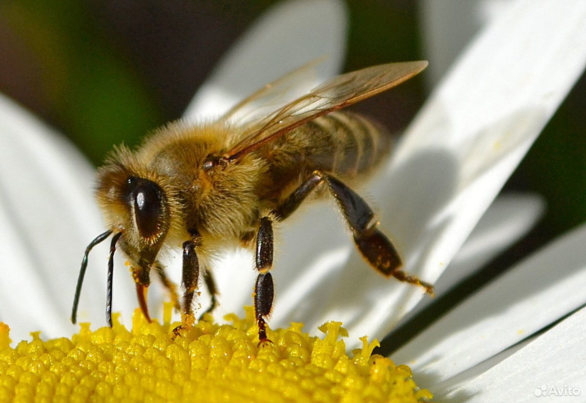 Продаю улья с пчелами купить на Зозу.ру - фотография № 2