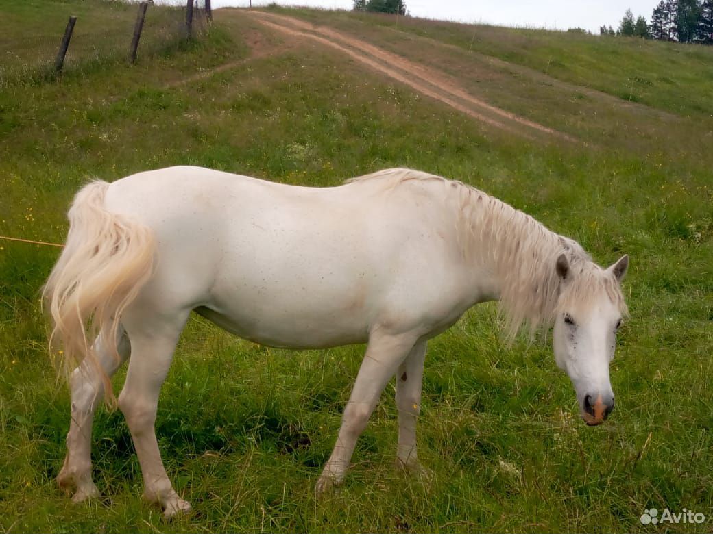 Продаю лошадь купить на Зозу.ру - фотография № 1