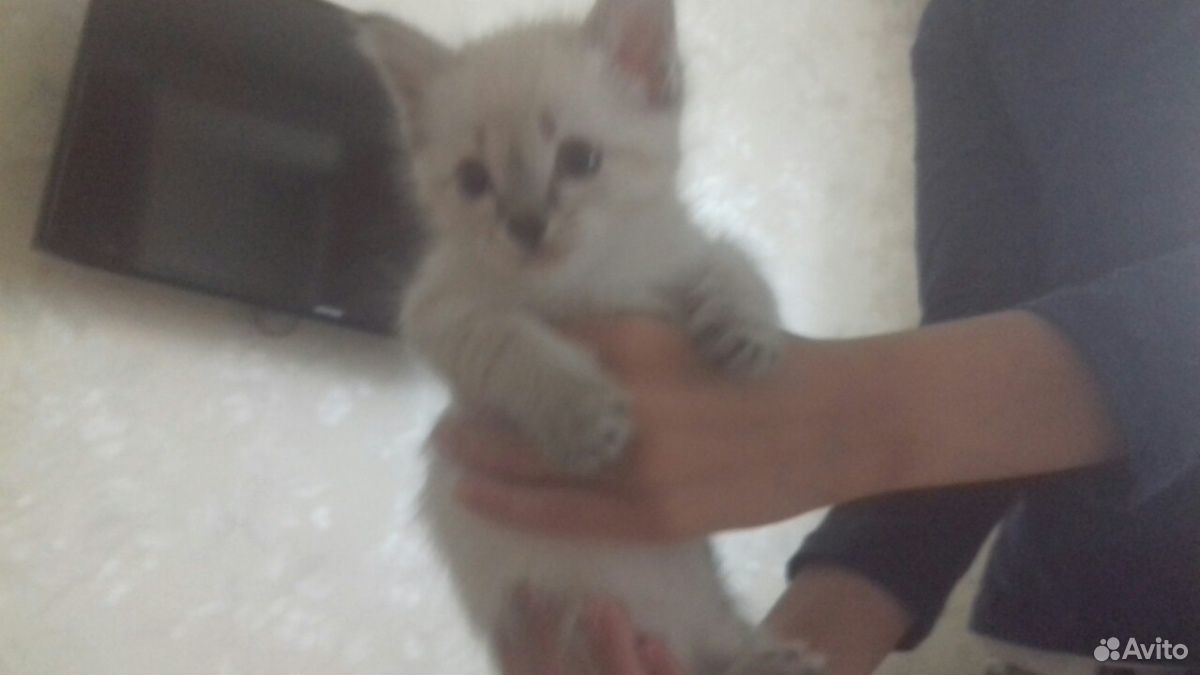 Тайские котята купить на Зозу.ру - фотография № 4