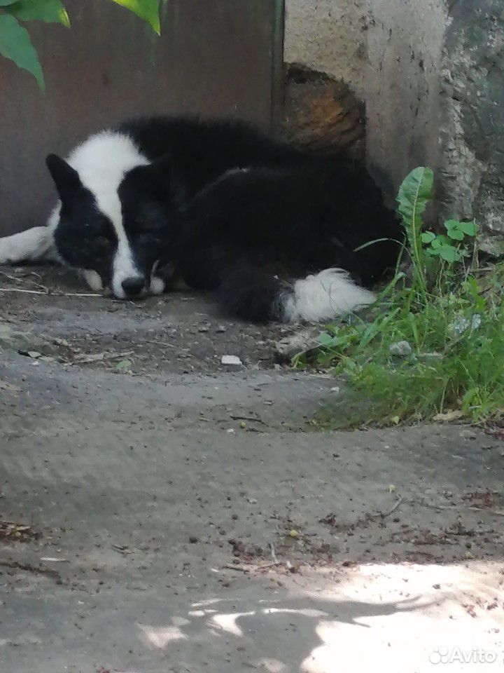 Нашёл собаку белу чёрную купить на Зозу.ру - фотография № 1