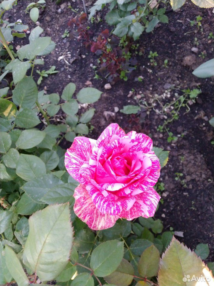 Розы кустовые купить на Зозу.ру - фотография № 1