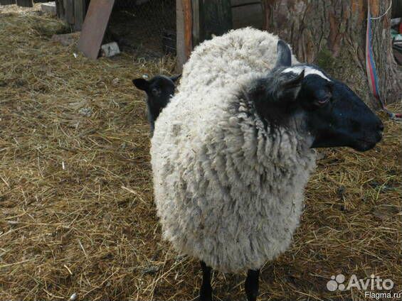 Продам овцу романовской породы взрослую купить на Зозу.ру - фотография № 1