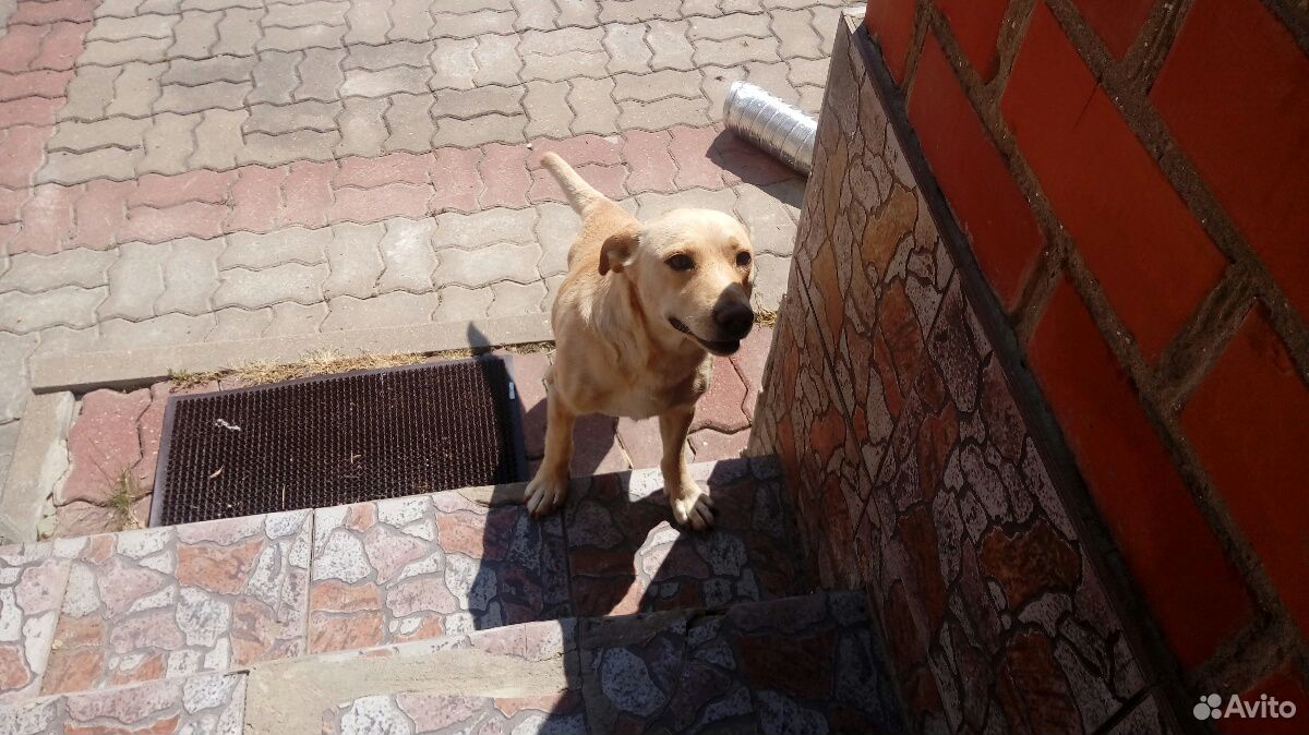 Найдена собака купить на Зозу.ру - фотография № 1