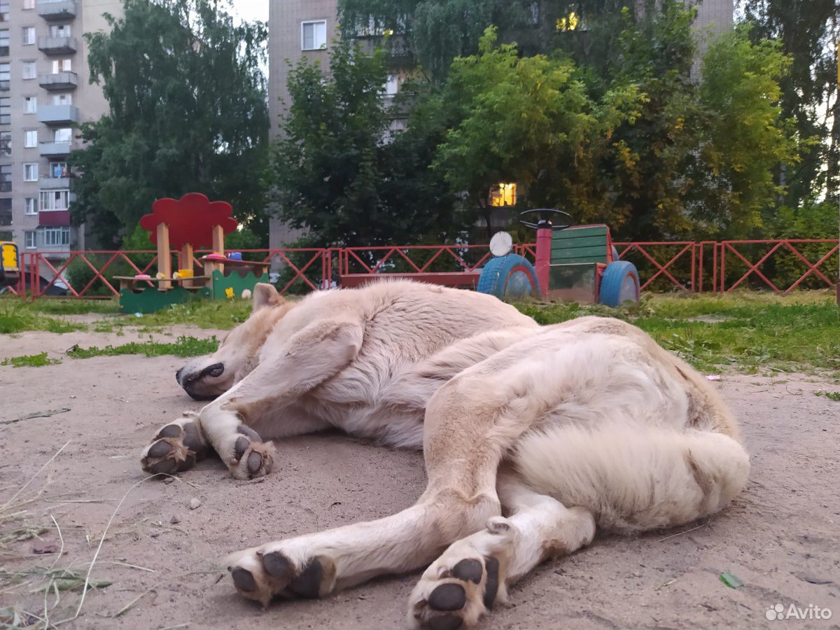 Собака, бродяга, Обажает Детей купить на Зозу.ру - фотография № 4