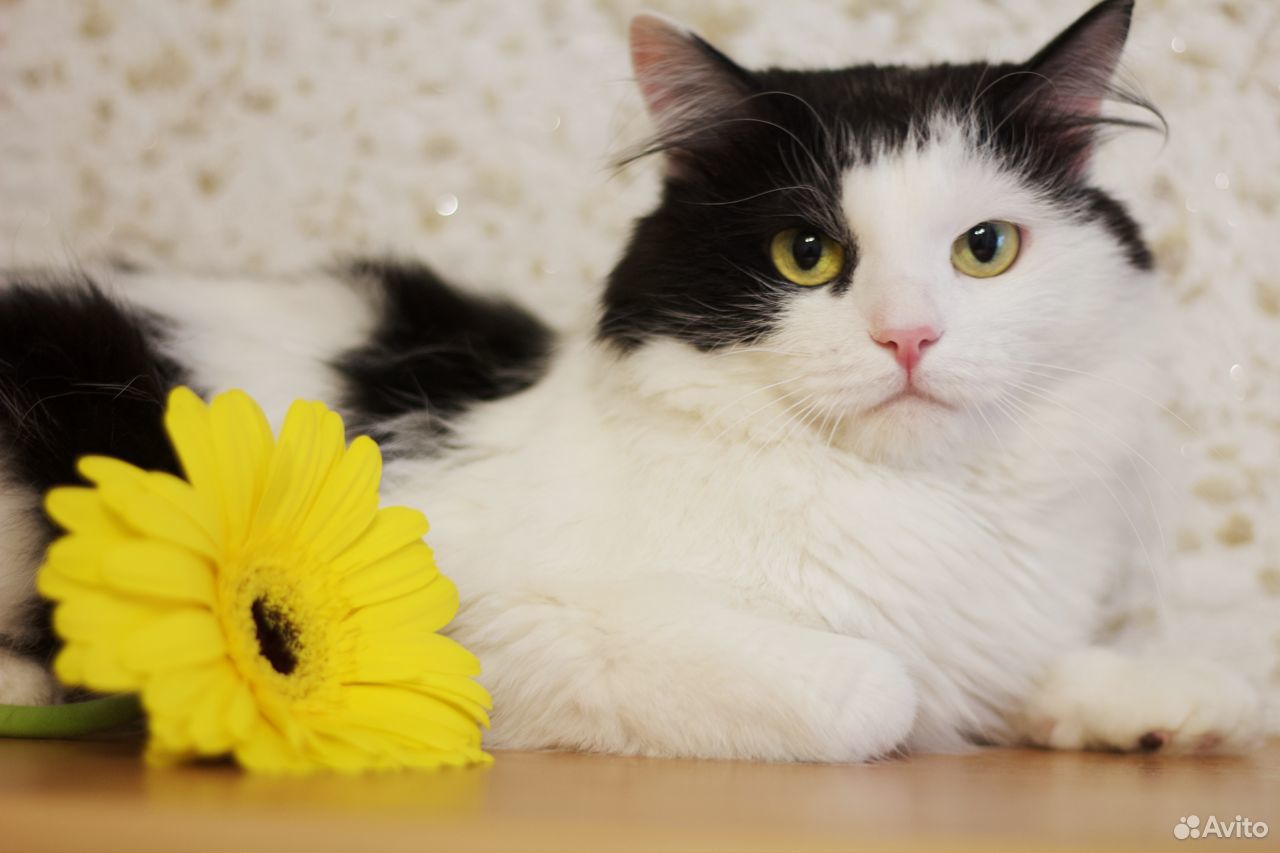 Чёрно-белый котик Жорик ищет дом купить на Зозу.ру - фотография № 2