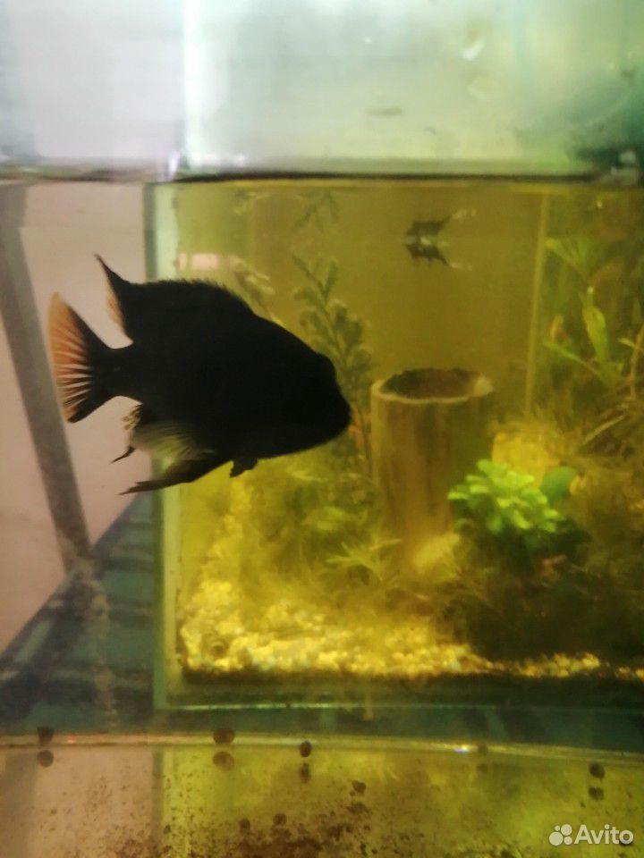 Рыба аки черный купить на Зозу.ру - фотография № 4