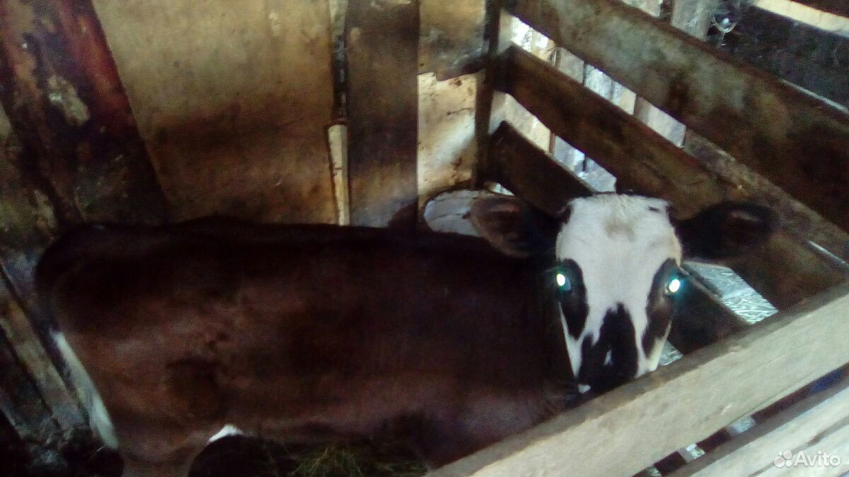 Телочка от молочной коровы купить на Зозу.ру - фотография № 1