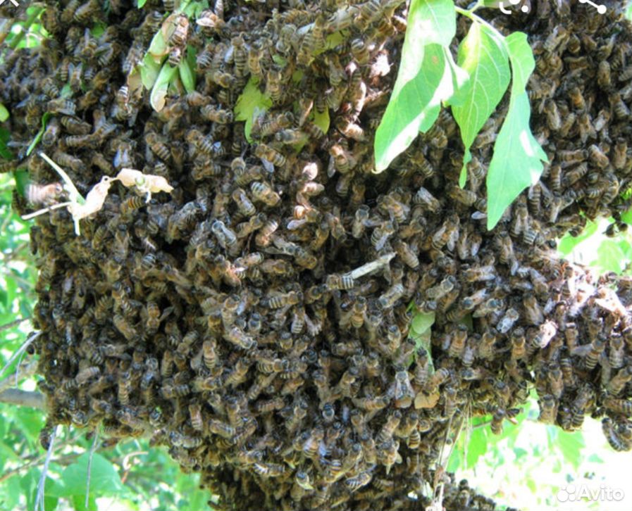 Пчелиные рои купить на Зозу.ру - фотография № 1