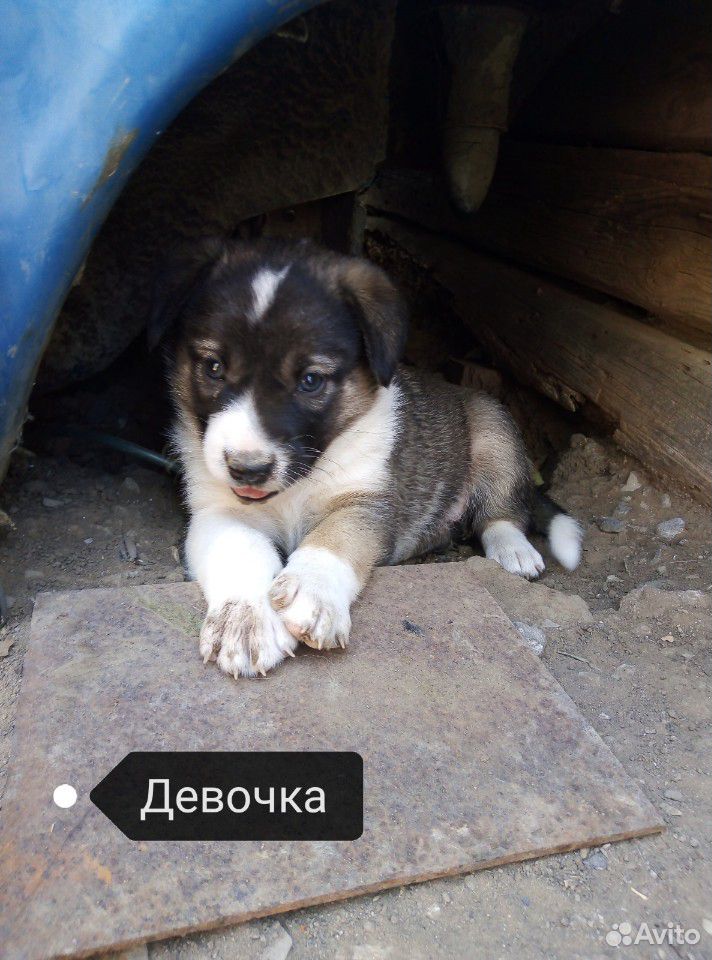 Собака для двора купить на Зозу.ру - фотография № 4