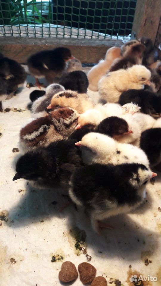 Цыплята домашние,мясо-яичные купить на Зозу.ру - фотография № 1