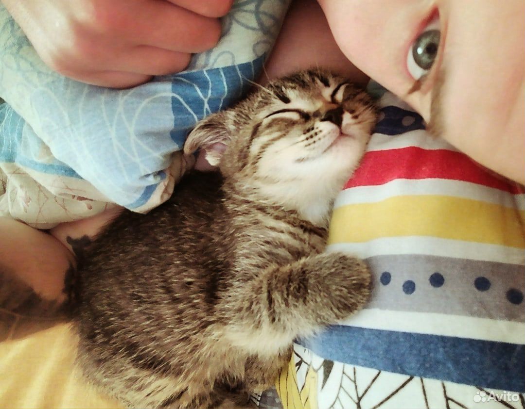 Мальчик котик полтора месяца купить на Зозу.ру - фотография № 1