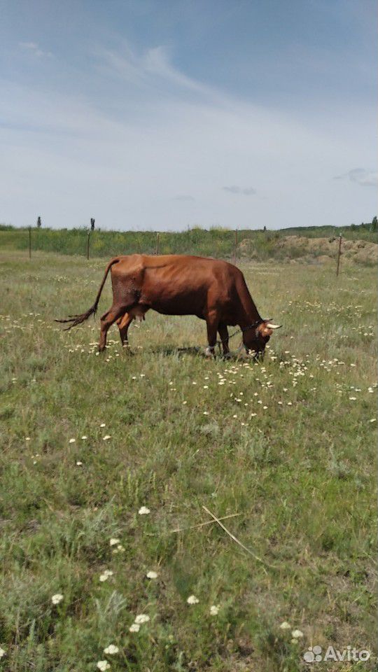 Продаются 2 коровы,Стельная корова, отел конец авг купить на Зозу.ру - фотография № 3