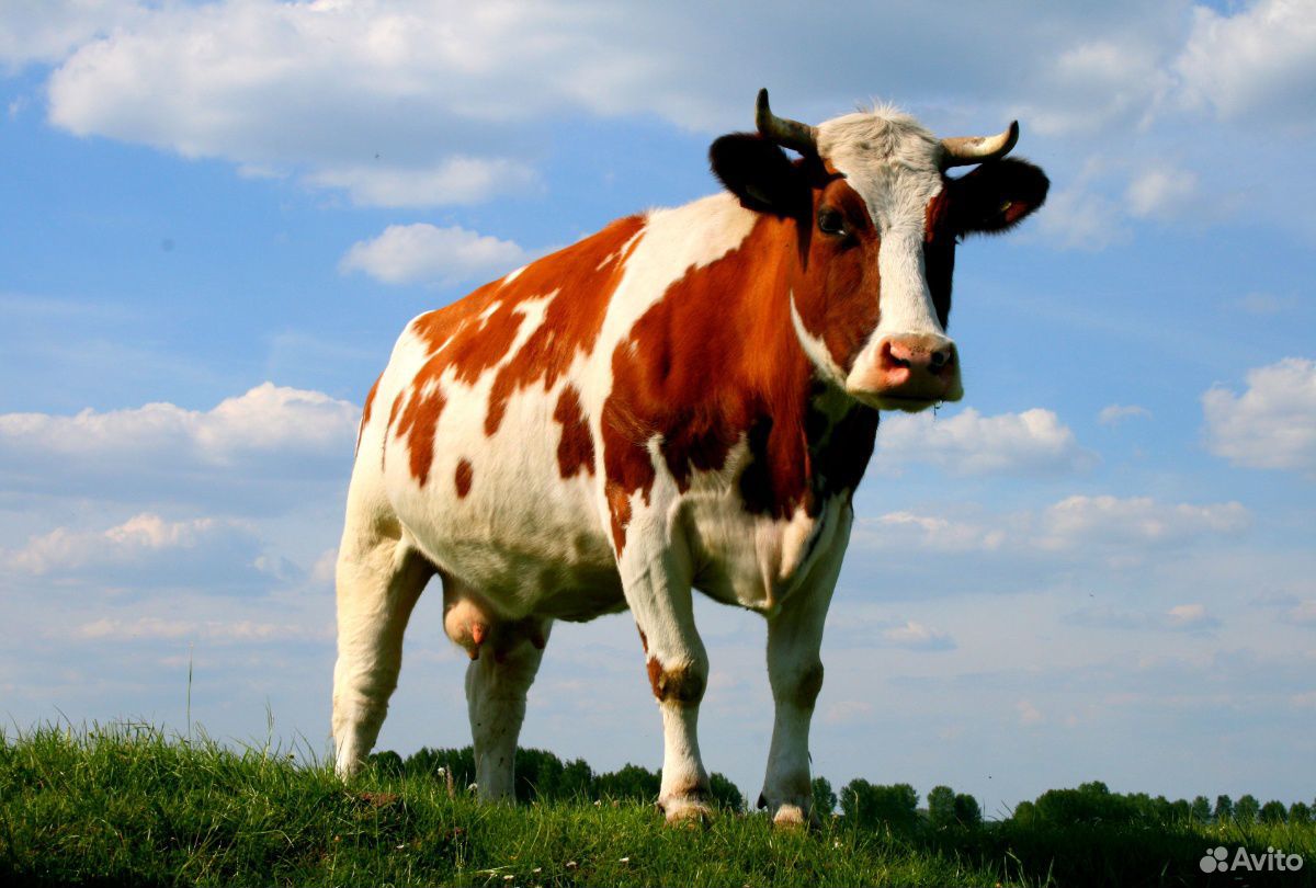 Продаётся тёлочка, от высокоудойной коровы купить на Зозу.ру - фотография № 1