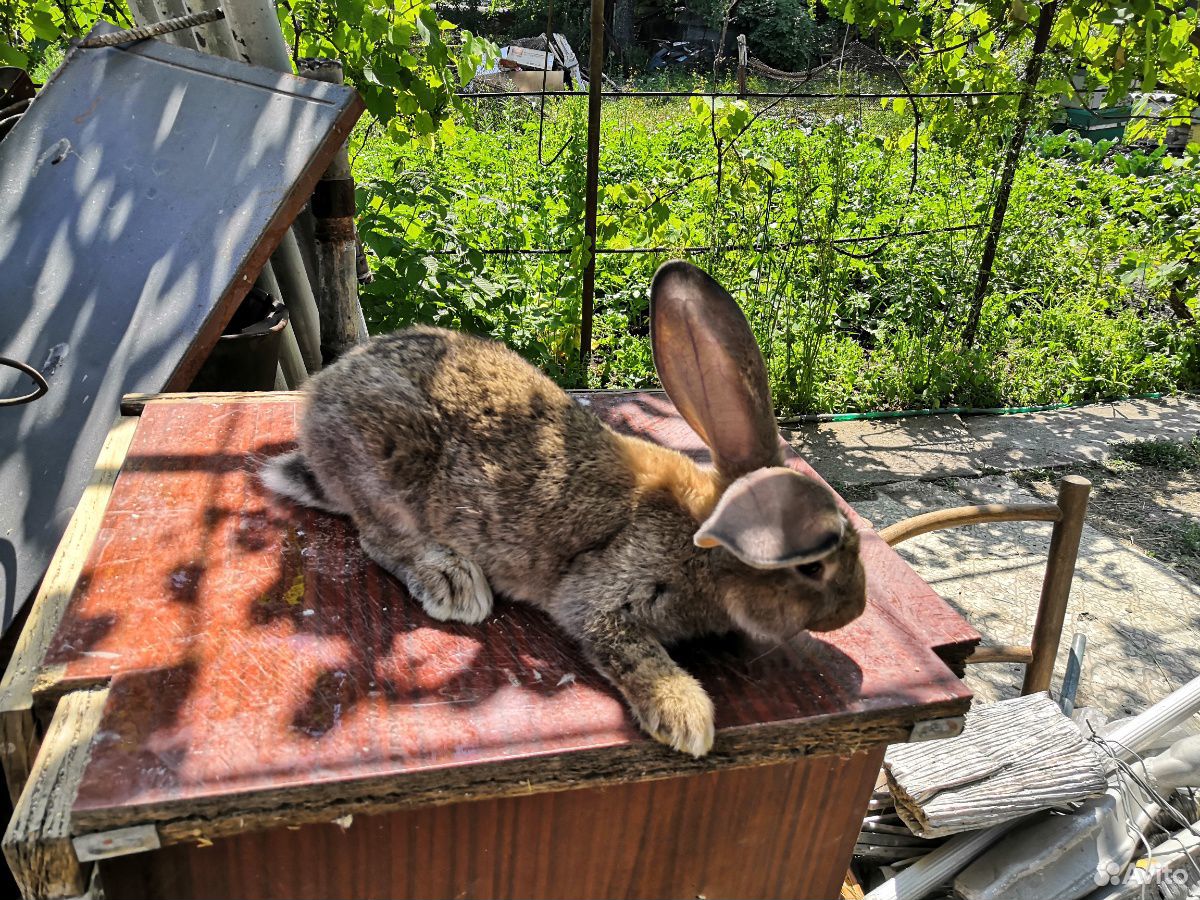 Кролик, порода фландер купить на Зозу.ру - фотография № 1