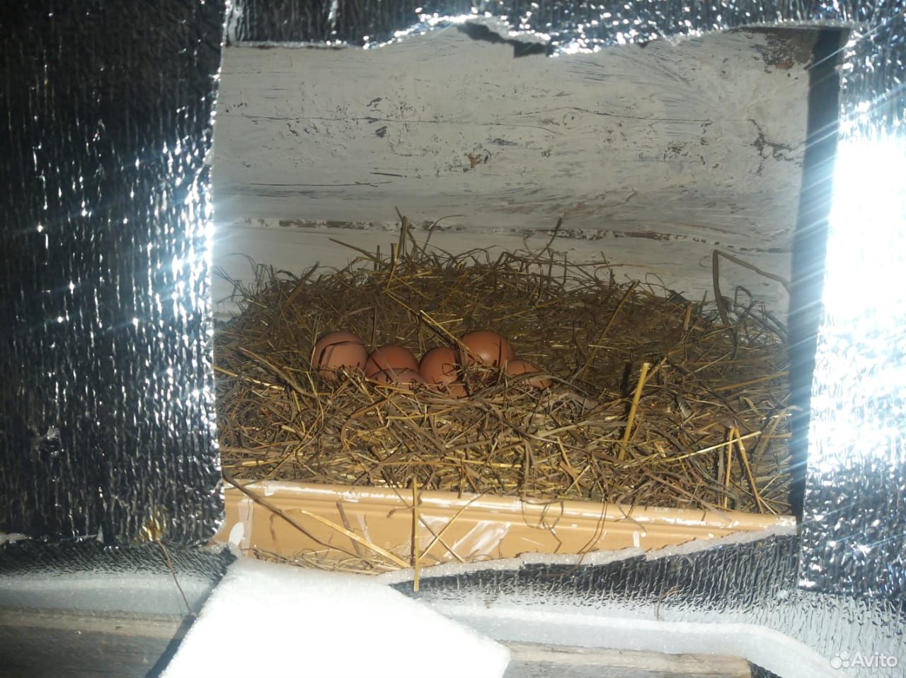 Птица и яйца домашние купить на Зозу.ру - фотография № 2