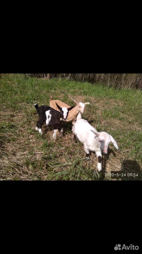 Продам семью коз (козел,коза,4 козлёнка) купить на Зозу.ру - фотография № 1