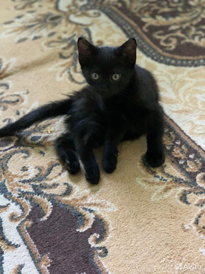Чёрные котята на счастье купить на Зозу.ру - фотография № 6