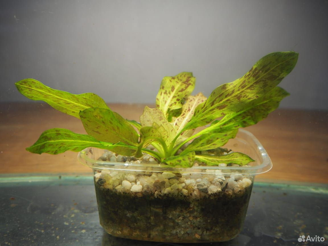 Эхинодорусы, продам аквариумные растения купить на Зозу.ру - фотография № 4