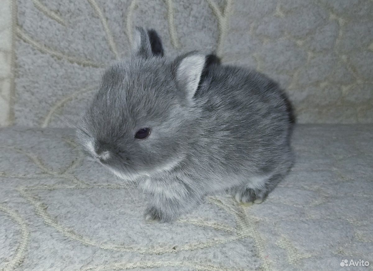 Нидерландские карликовые кролики купить на Зозу.ру - фотография № 10