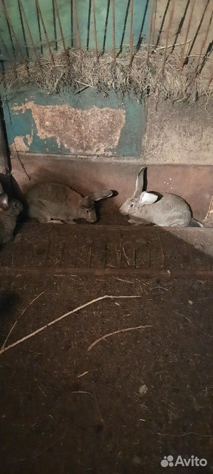 Кролики фландеры купить на Зозу.ру - фотография № 2