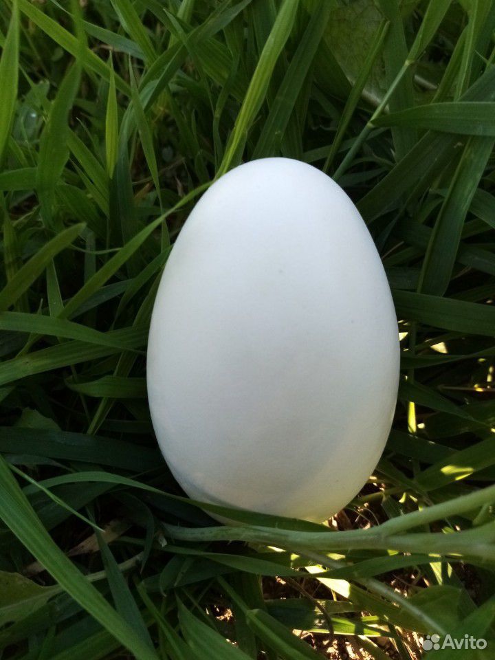 Яйцо гусиное на еду купить на Зозу.ру - фотография № 3