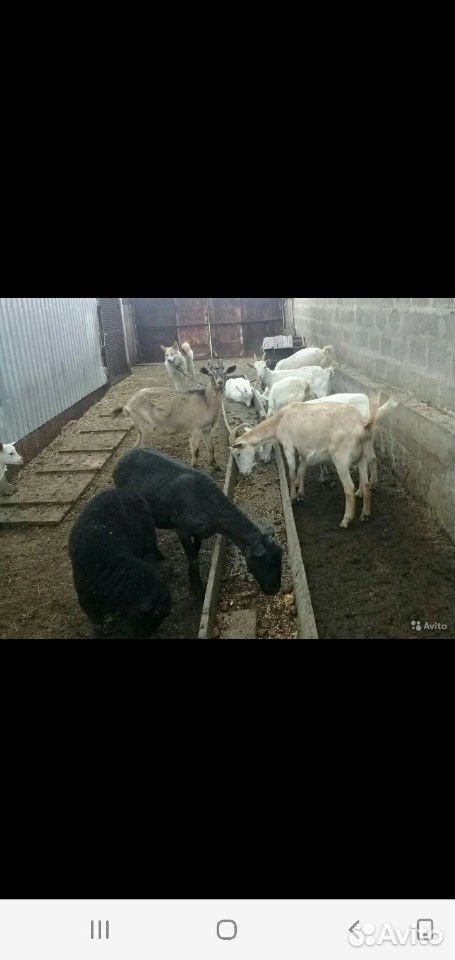 Продаются козы и козлята купить на Зозу.ру - фотография № 5