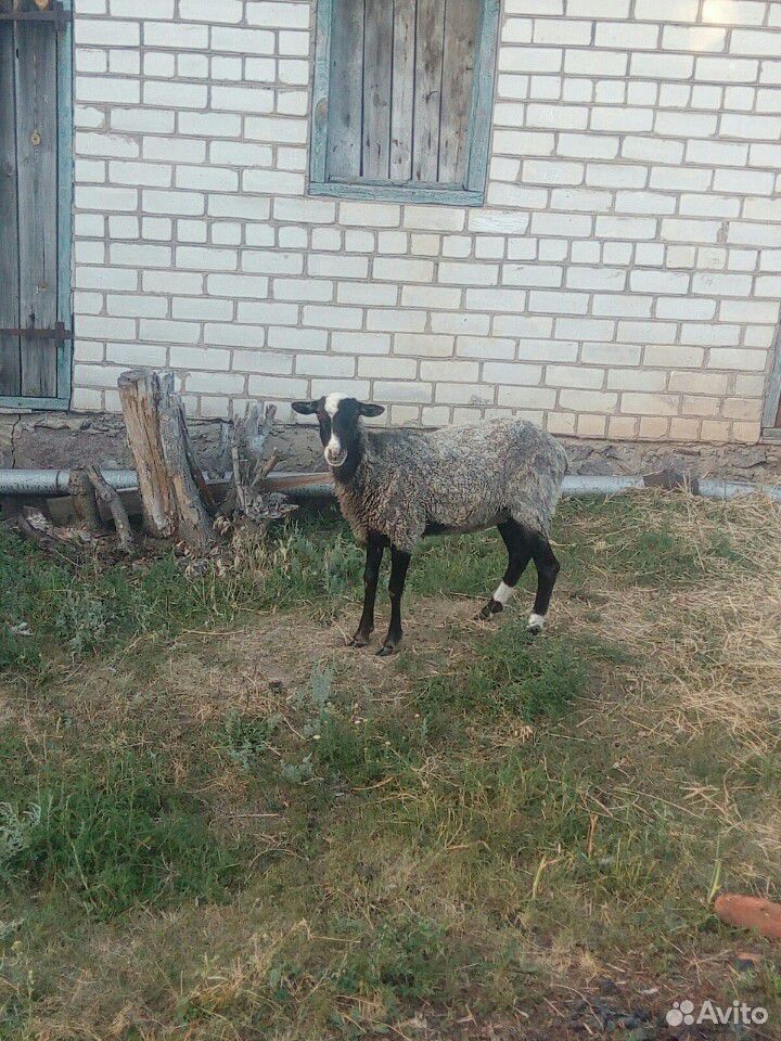 Продам овцу на мясо купить на Зозу.ру - фотография № 2
