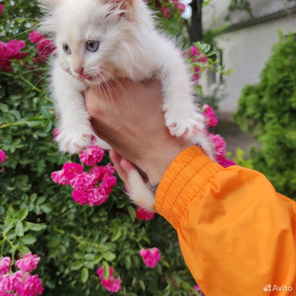 Котенок белый с голубыми глазами купить на Зозу.ру - фотография № 4