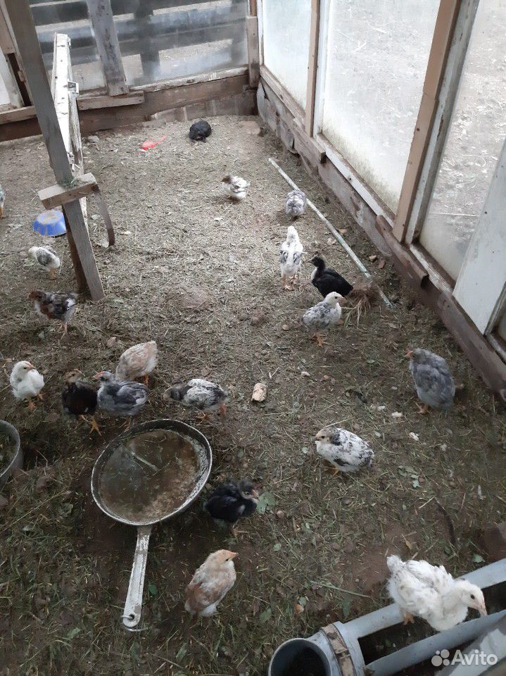 Цыплята 5 недель купить на Зозу.ру - фотография № 1