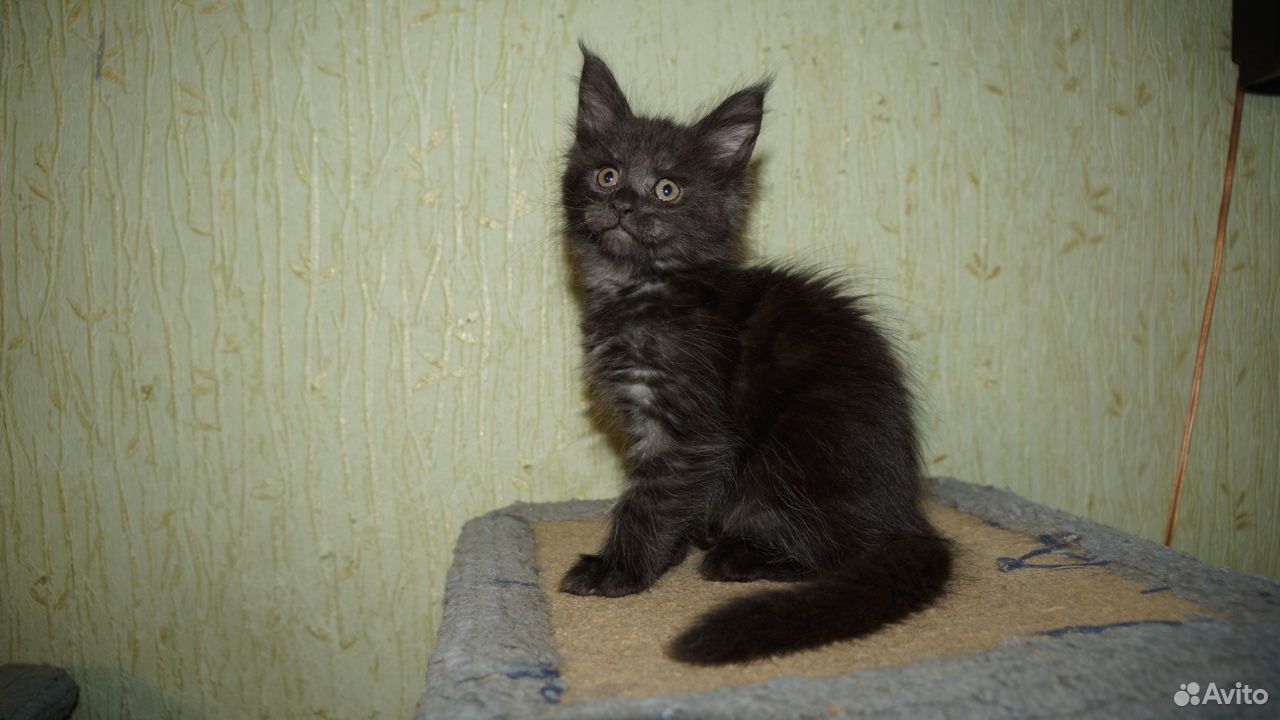 Котята для любящих котородителей купить на Зозу.ру - фотография № 3