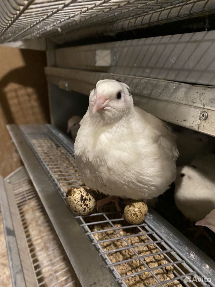 Яйцо инкубационное Техасских перепелов купить на Зозу.ру - фотография № 2