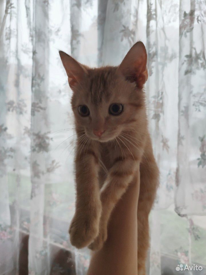 Пристраиваем рыжего котенка купить на Зозу.ру - фотография № 1