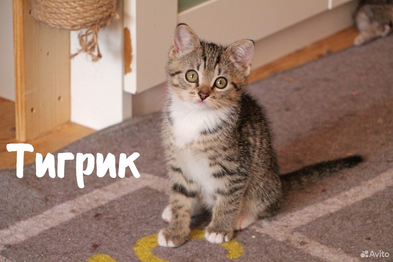 Котята 3,5 месяца купить на Зозу.ру - фотография № 3