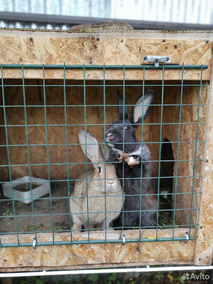 Кролики 5,5 месяцев купить на Зозу.ру - фотография № 3
