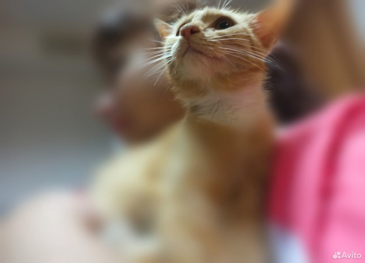 Рыжая кошка, подросток, до 1 года купить на Зозу.ру - фотография № 4