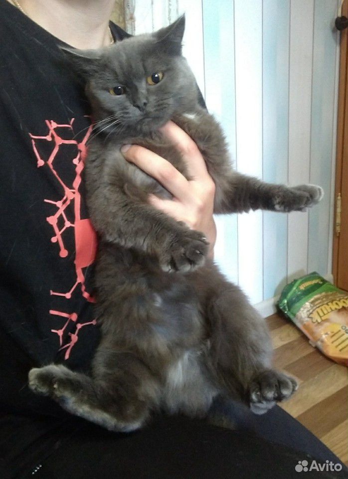 Шикарные кошки в добрые руки купить на Зозу.ру - фотография № 1