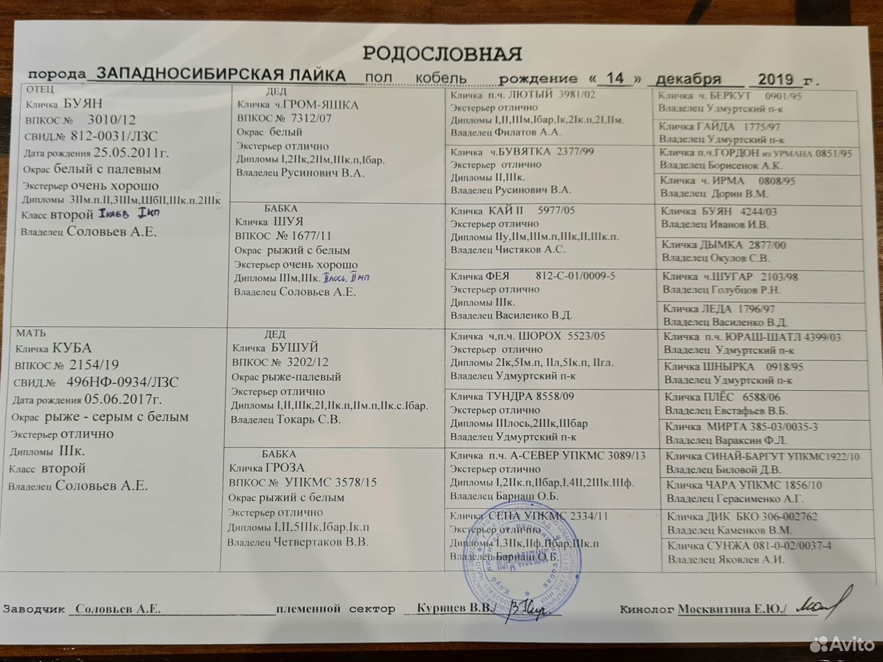 Юниор кобель Западно-Сибирской Лайки, 7 мес купить на Зозу.ру - фотография № 5