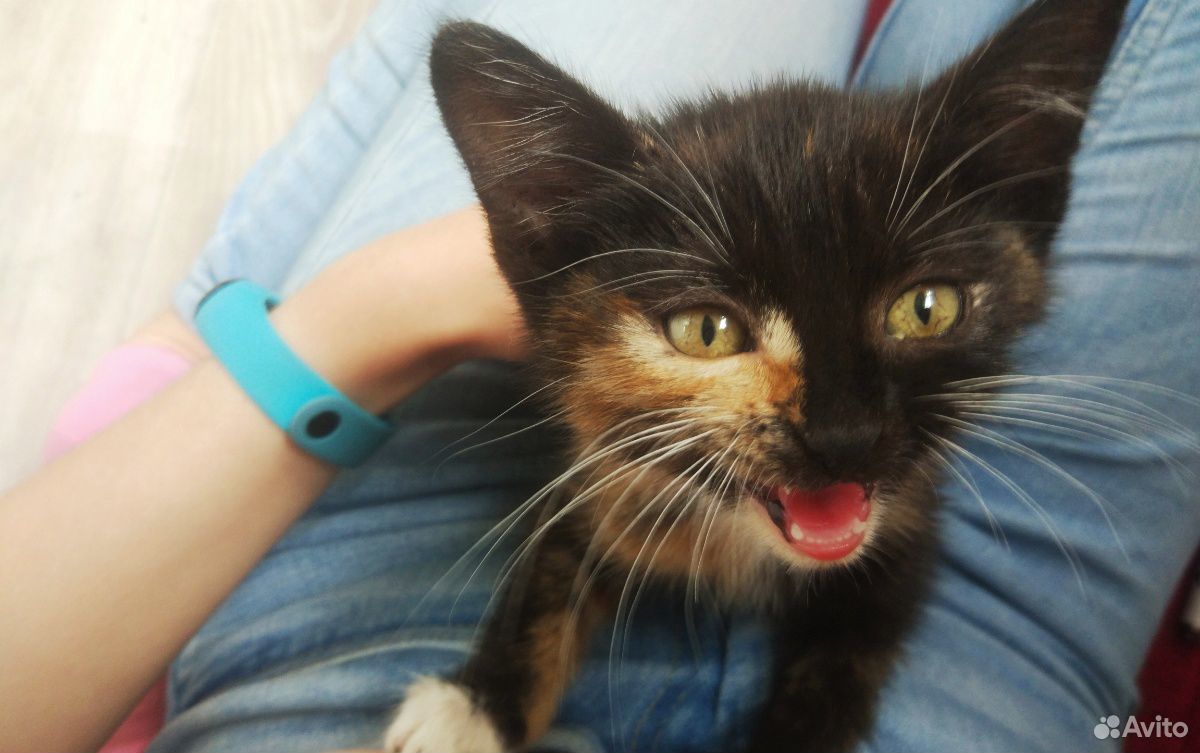 Трехцветный котенок (девочка) купить на Зозу.ру - фотография № 3