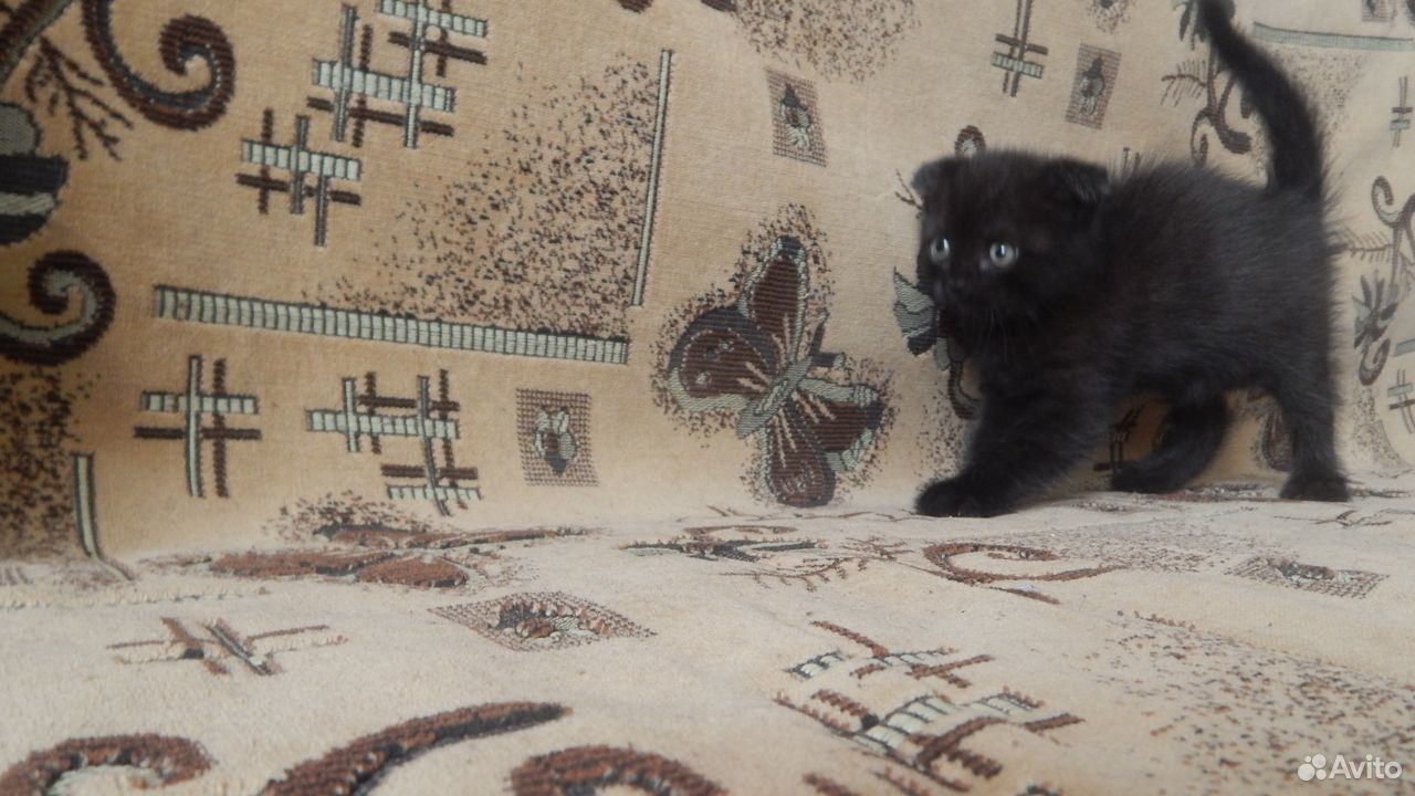 Продам котёнка купить на Зозу.ру - фотография № 1