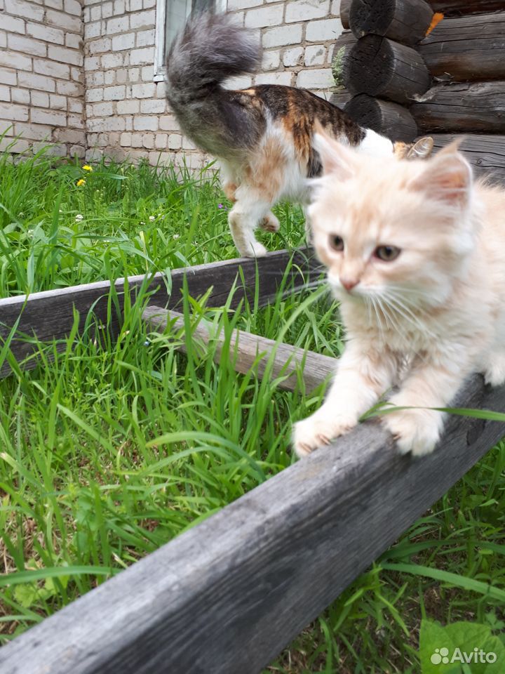 Продаётся котёнок породистых кровей купить на Зозу.ру - фотография № 4